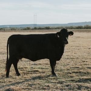 A Pecuária de Corte: Desafios e Oportunidades na Produção de Carne Bovina