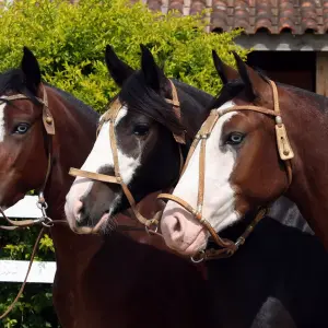 Conheça Mais Sobre o Cavalo Crioulo